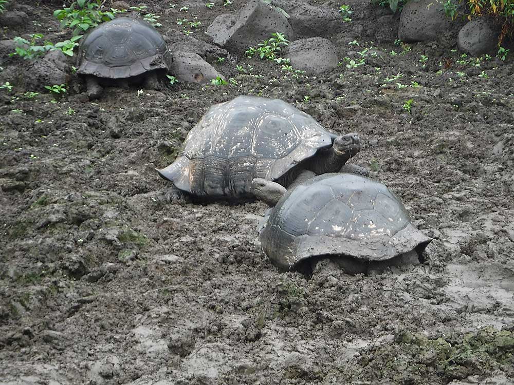 Galapagos tortoises